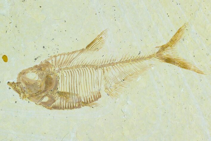 Fossil Fish (Diplomystus) - Green River Formation #122870